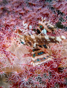A dwarf lionfish
	 by Michal Stros 
